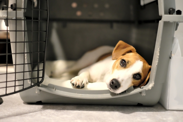 初めてのペット葬儀